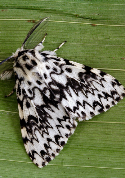 Black arches moth, White forewing with black basal spots and four sharply angulate black transverse lines, the second of which is the broadest; hindwing greyish white and grey. Abdomen light rosepink.