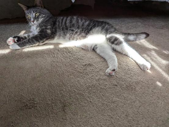 Cat showing belly in sunbeam