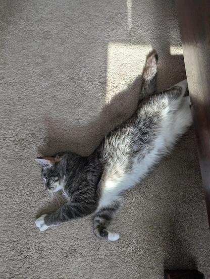 Cat stretching by cat tree showing belly