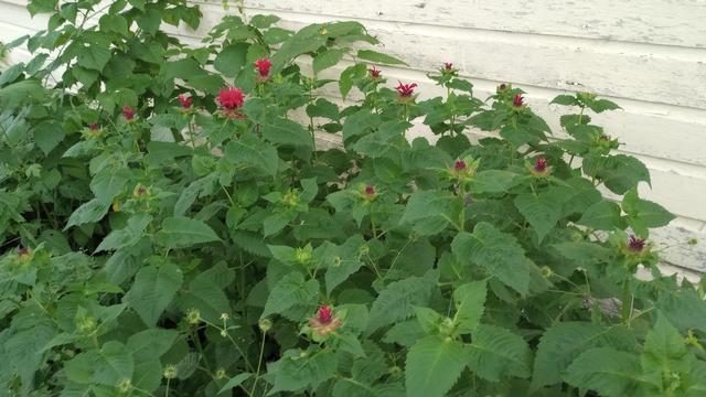 Almost three foot foliage topped with burgundy buds. One flower has opened fully.
