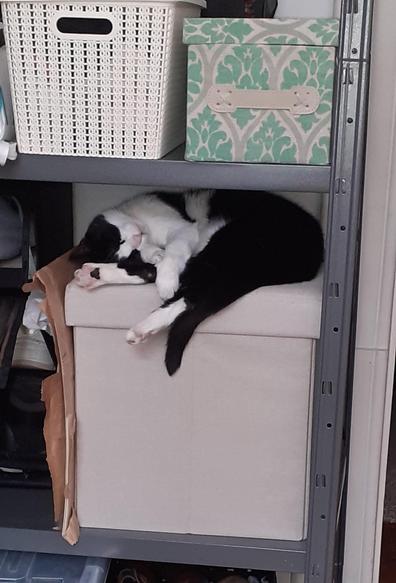 Tuxedo cat in deep sleep on a box
