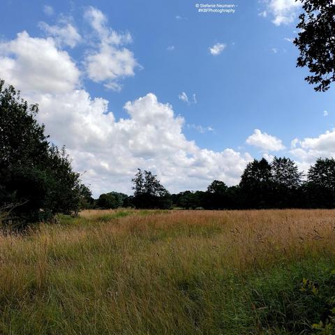 A meadow with high grass bordered by hedgerows. A blue sky with big white clouds above.