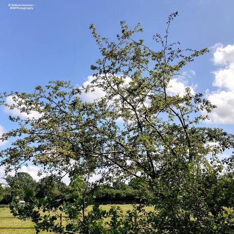 A hawthorn bush against a blue sky with white clouds.