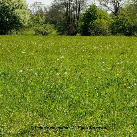 Eine frühlingshafte Wiese mit Löwenzahn, begrenzt von einem teilweise blühenden Knick.
A spring meadow with dandelions, bordered by a partially flowering hedgerow.