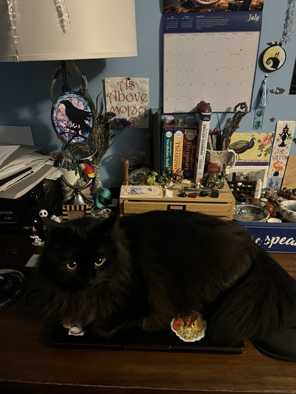 Black long haired cat laying fully across a closed laptop on a desk with various books, pen holder, and other odds and ends with various pictures and finished cross stitch on the wall.