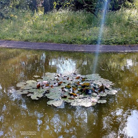 A white flowering patch of water lilies in a pond hit by a ray of sunlight.
