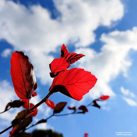 Red leaves against a blue sky with white clouds.