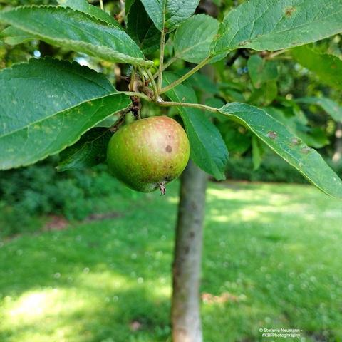 A little apple on a tree.