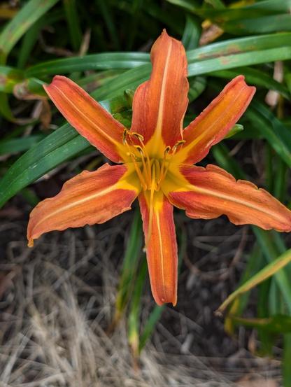 A beautiful orange and yellow lilly