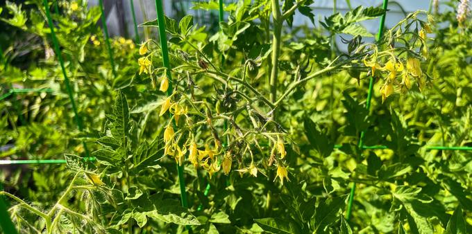 Yellow flowers in groups of a dozen or so.  Green tomato branches reaching up, complex.