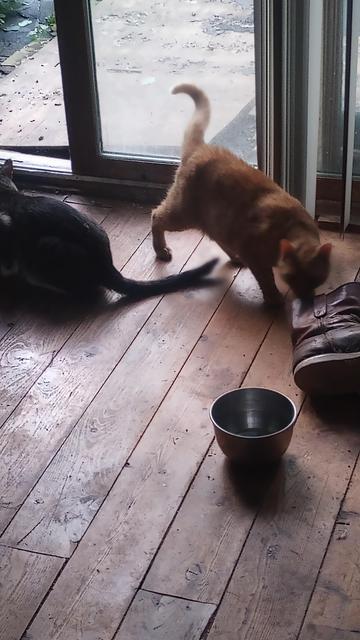 Inside the glass doors. Orange sniffs a leather work boot, tabbys head on the food trough.
