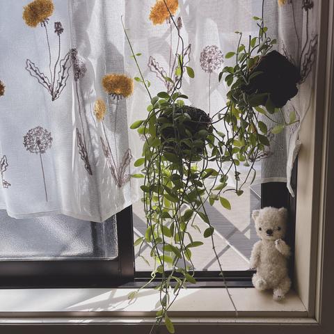 たんぽぽ柄のカフェカーテン、窓辺に吊るしたつる性植物2つ、白いテディベアが写っている