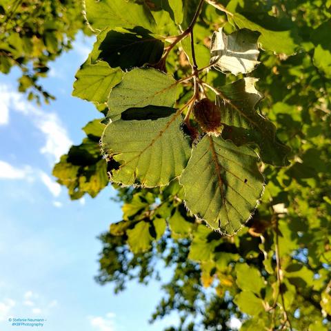 Backlit green beech leaves with beech nuts in the becoming against blue sky with white clouds.
