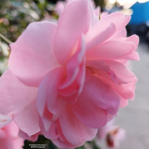 Close-up of a slightly backlit oink rose flower in profile.