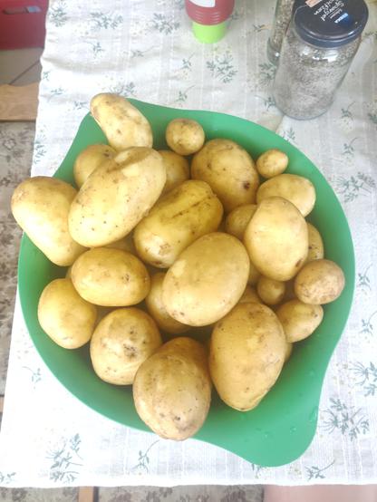 Ein grünes Sieb steht auf einem Tisch, es ist bis zum Rand mit frisch geernteten Kartoffeln gefüllt