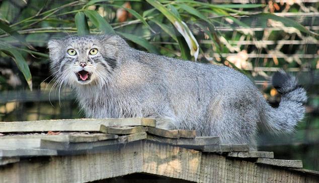 Pallas's Cat Ceba is standing on the wooden roof of their outdoor shelter with her mouth open and her tongue rolled.