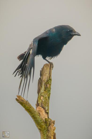a large corvid perched on a post