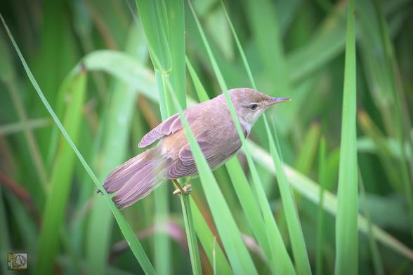 a small warbler perched on a reed