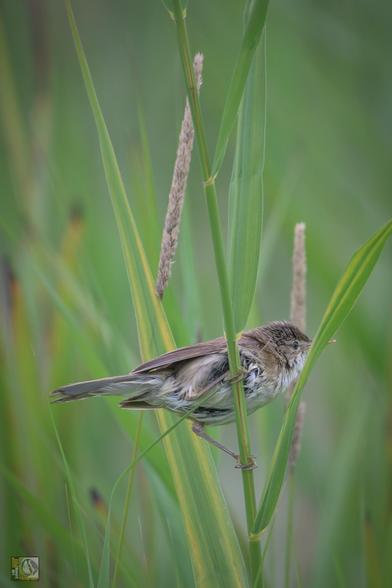 a small wetland bird
