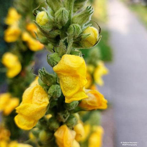 Closed mullein flowers by the wayside.