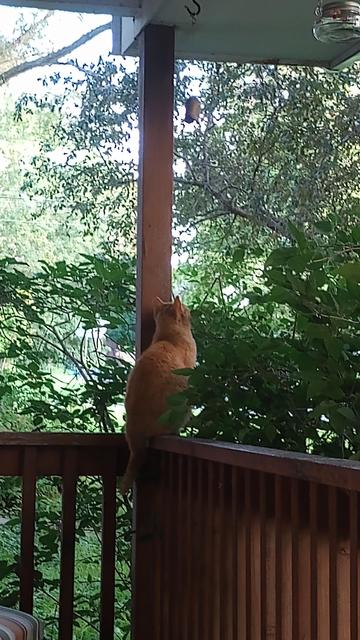 Orange cat facing away, looking up in the trees.