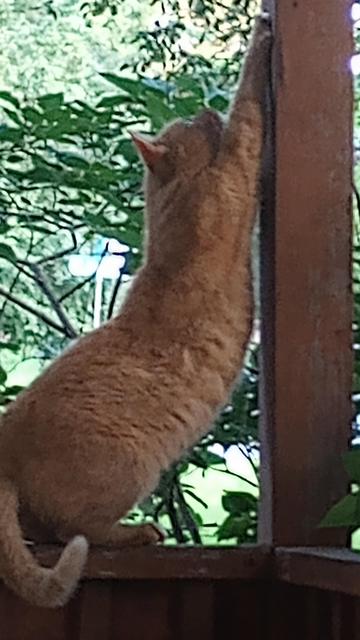 Front paws stretched up on a vertical support.
