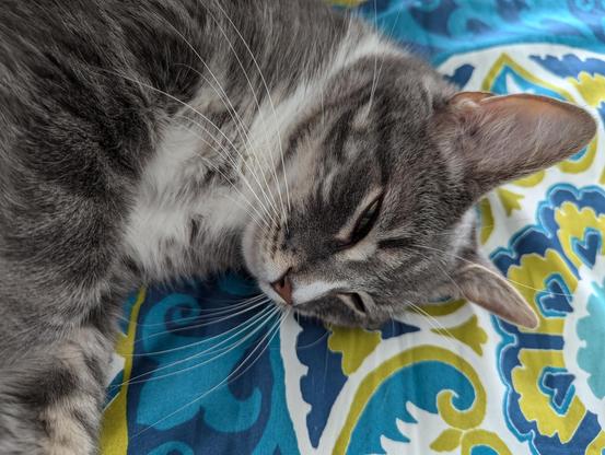 Whiskery cat on comforter