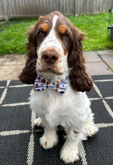 4 month old English cocker spaniel puppy wearing a bowtie collar.