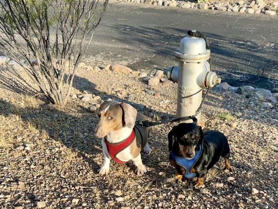 dogs w/fire hydrant