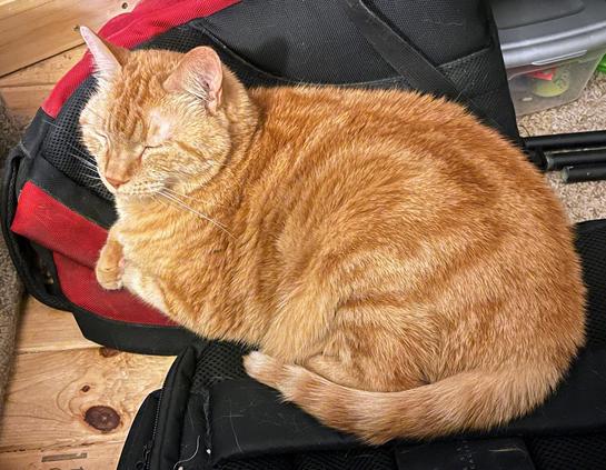 An older, fluffy cat, the color of a bread loaf, resting on my red and black day pack.  