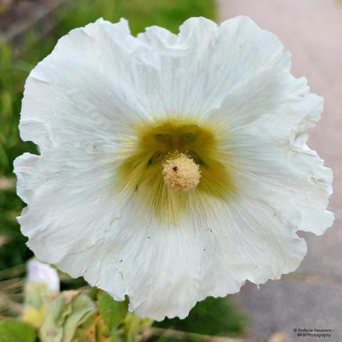 A white hollyhock flower with yellow stamen.