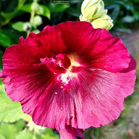 A red hollyhock flower with yellow stamen and more red petals growing from the stamen.