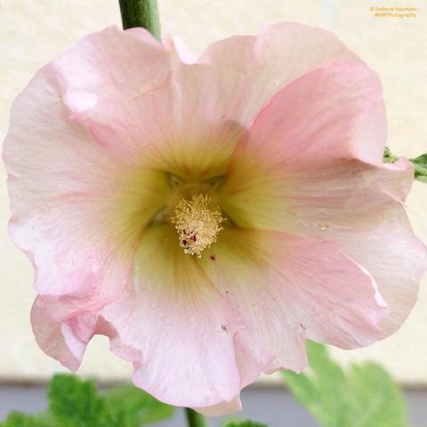 A salmon-pink hollyhock flower with yellow stamen.