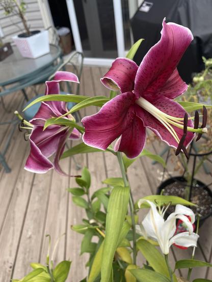 A pair of dark pink lilies with dark spots on the petals. A white lily sits toward the bottom right of the photo. 