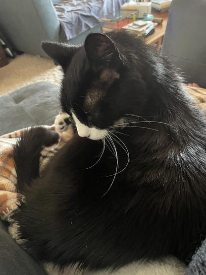 Tuxedo cat snuggling on my lap