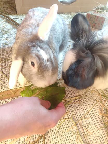 Zwei Kaninchen fressen aus einer Hand ein Salatblatt
