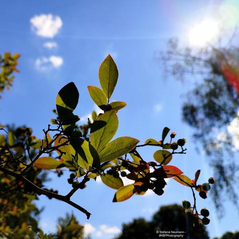 Backlit huckleberry leaves against a sunny blue sky with little white clouds.