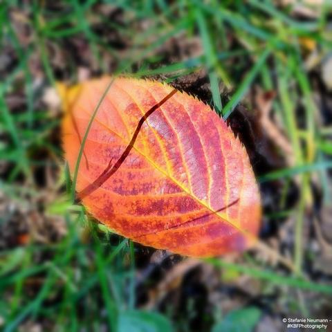 An orange and red coloured prunus leaf on the ground.
