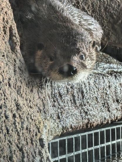 An Otter looks intently at the person taking the picture
