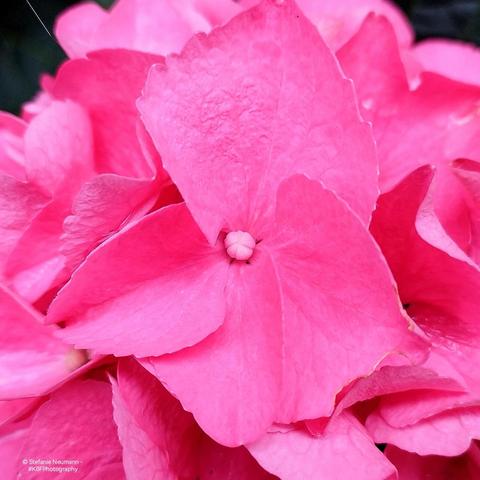 A pink hydrangea flower.