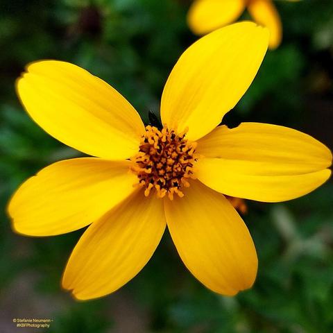 A yellow bidens flower with only six petals.