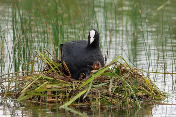 2 coots on a reed nest
