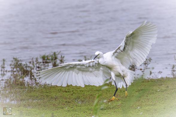 A white Heron with its wings open about to land