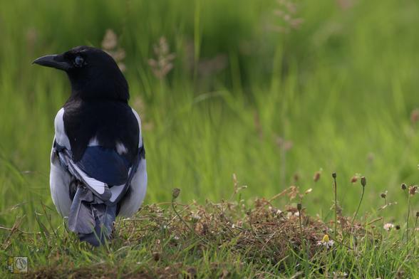 a magpie stands right of shot with its back to camera