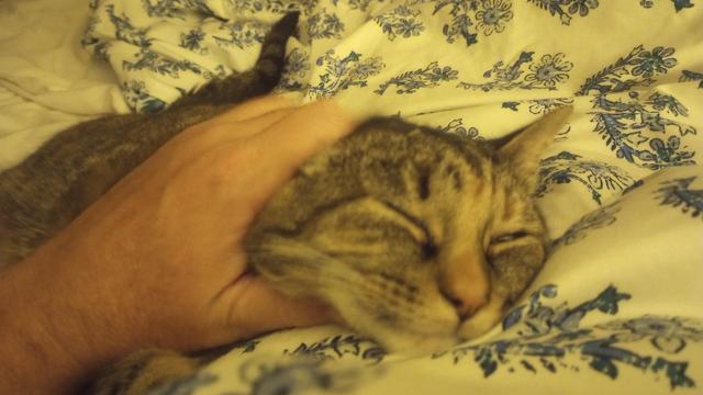 My hand petting her ear back, eyes closed in pleasure.