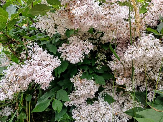 A lilac bush bristling with very pale pink blooms