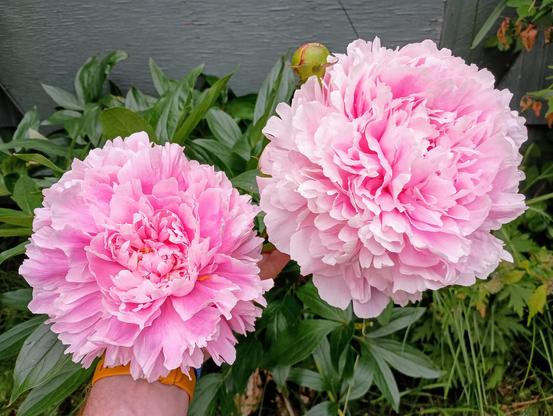 A peony plant with a hand supporting two giant pink blossoms