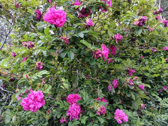 A hedge of rugosa roses with many magenta blossoms