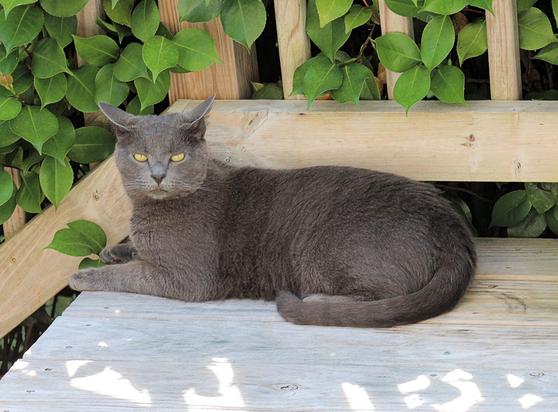 Gray cat Marley is lying down at the top of the steps of the deck.  