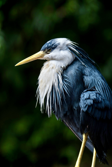 Adult pied herons measure 43-55 cm in length, with males (247-280 g) being slightly heavier than females (225-242 g). They have a black face and crown with elongated plumes, giving them a 